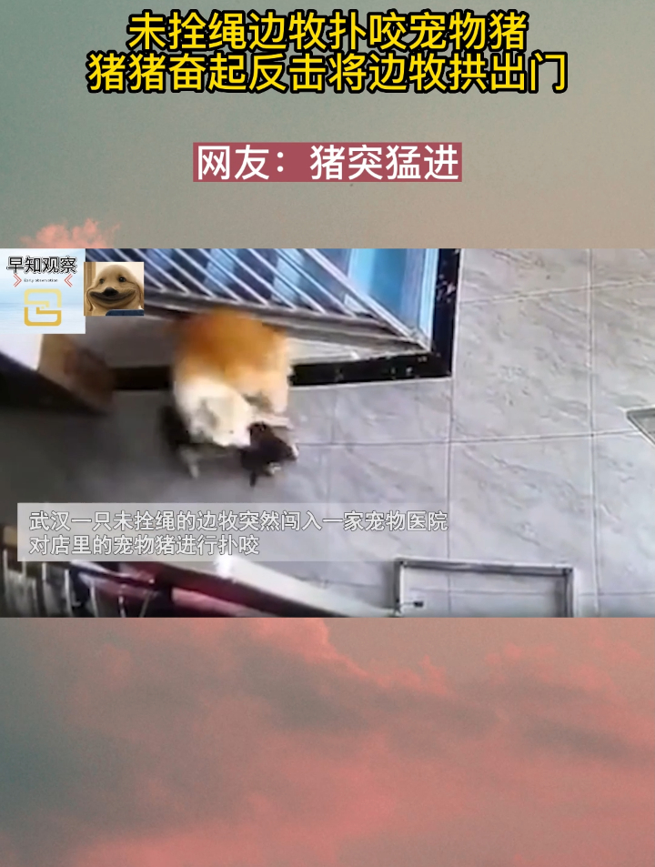 未拴绳边牧扑咬宠物猪,猪猪奋起反击将边牧拱出门:猪突猛进