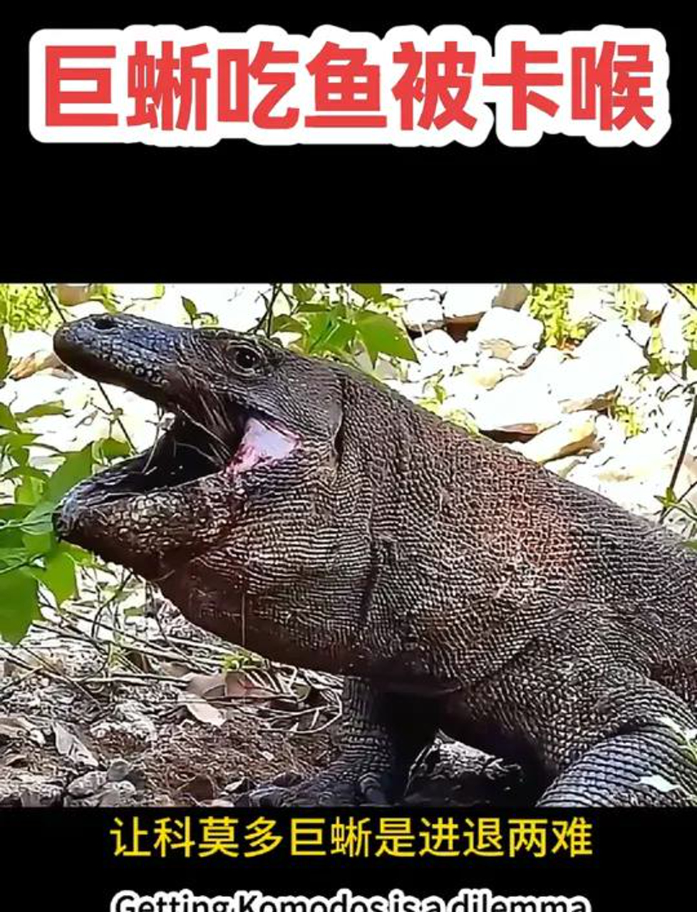 科莫多龙吞干鱼卡喉,这画面太逗了