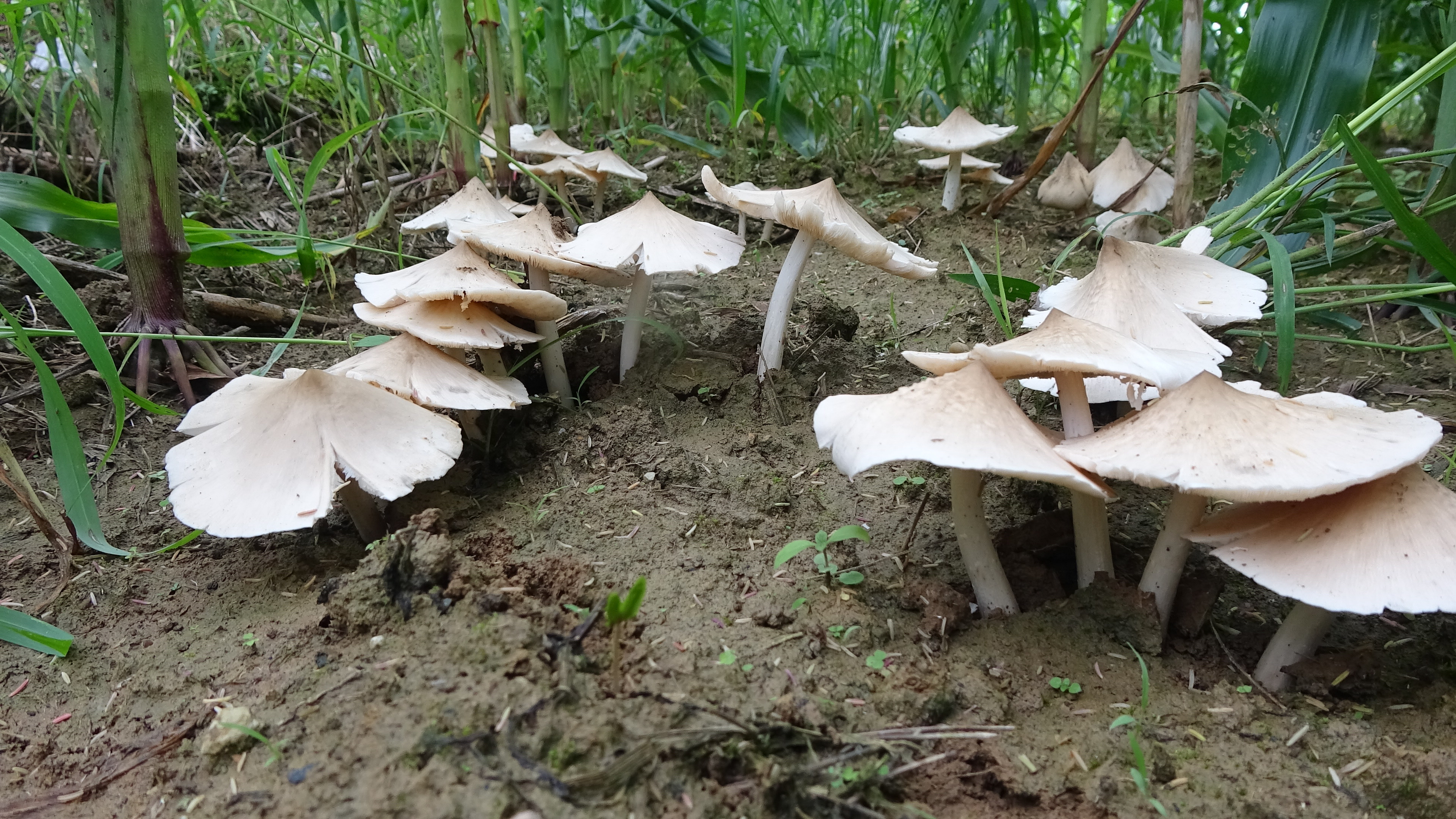 老板订购鸡枞菌85一斤,小莫玉米地里发现一大片,看看能卖多少钱