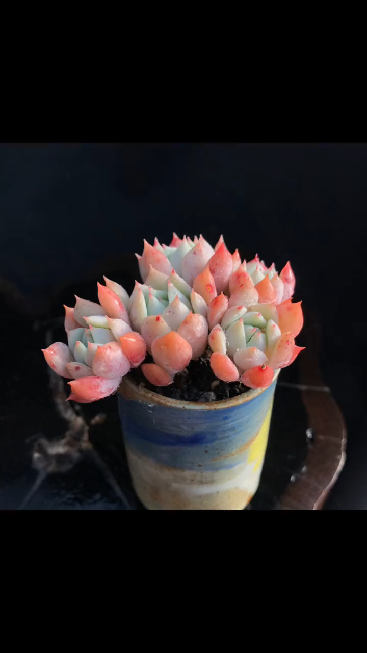 多肉控 佛性养花 桃梦