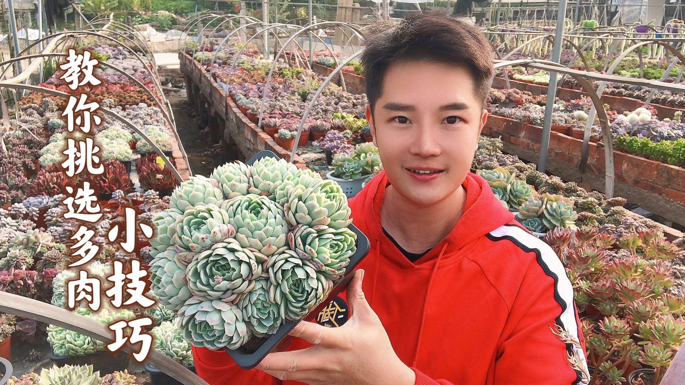 超市买菜你肯定会挑一挑,买多肉你知道怎么挑吗?方法教给你!