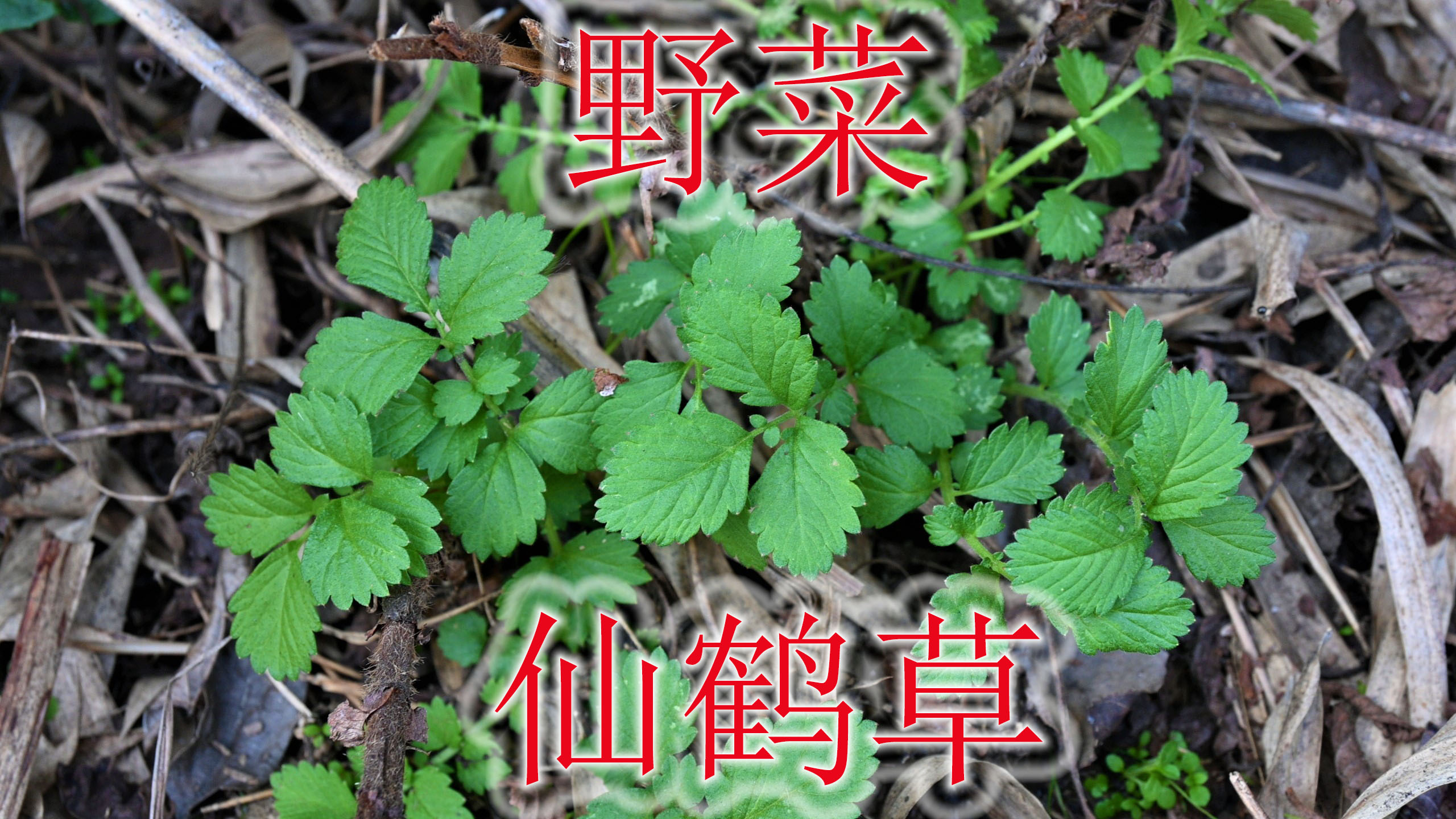 农村常见野菜“仙鹤草”,有着“草中人参”之称,很多人当草除掉