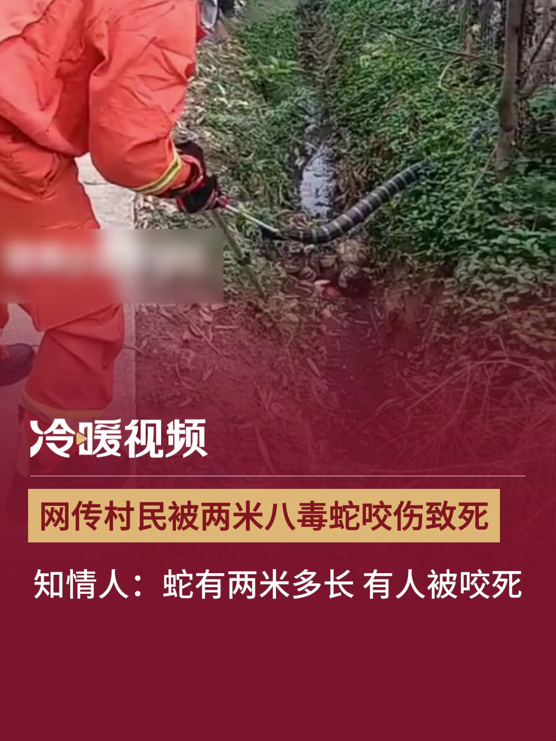 网传村民被两米八毒蛇咬伤致死知情人蛇有两米多长有人被咬死