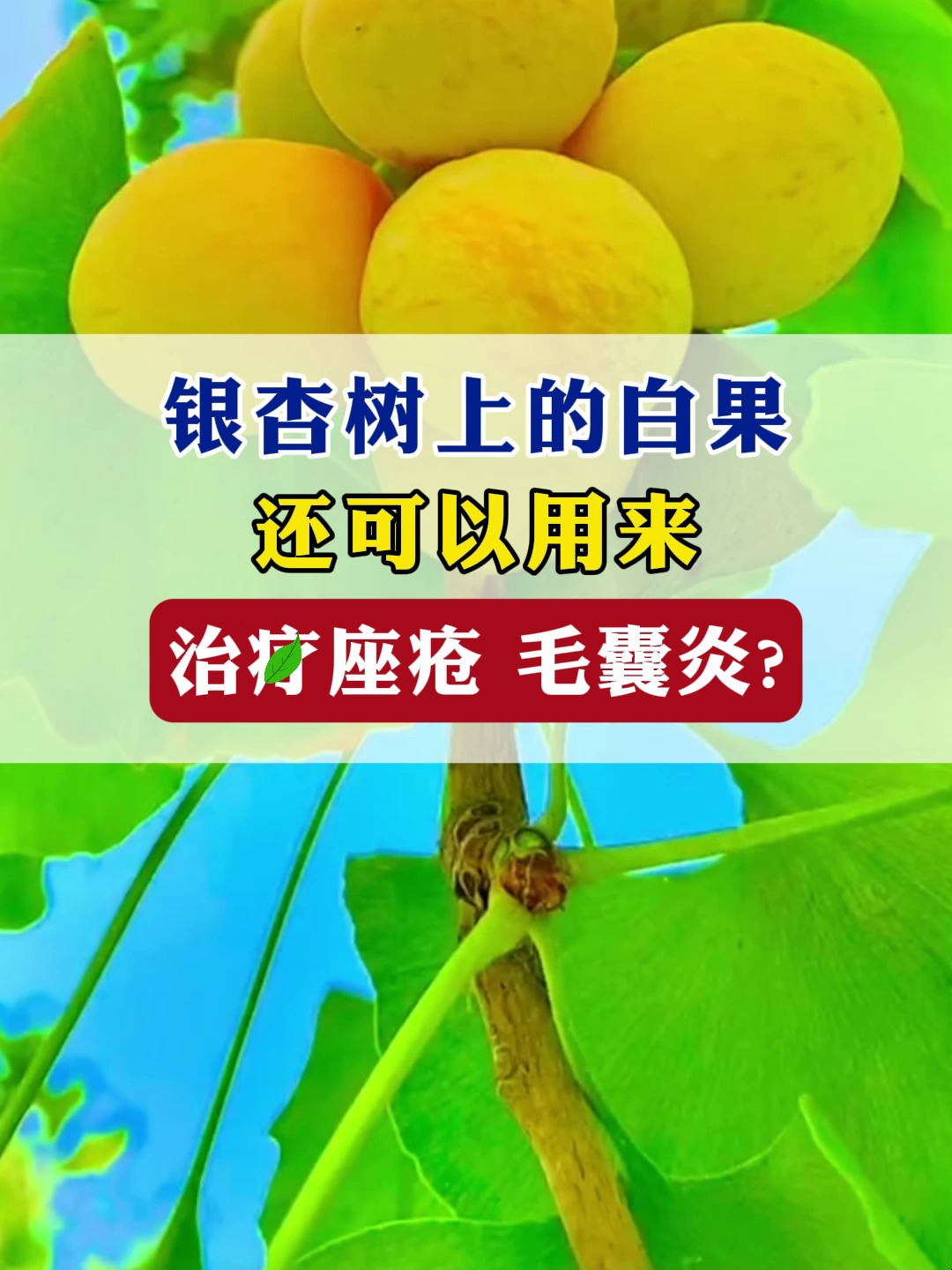 银杏树上的白果还可以用来治疗座疮和毛囊炎吗?