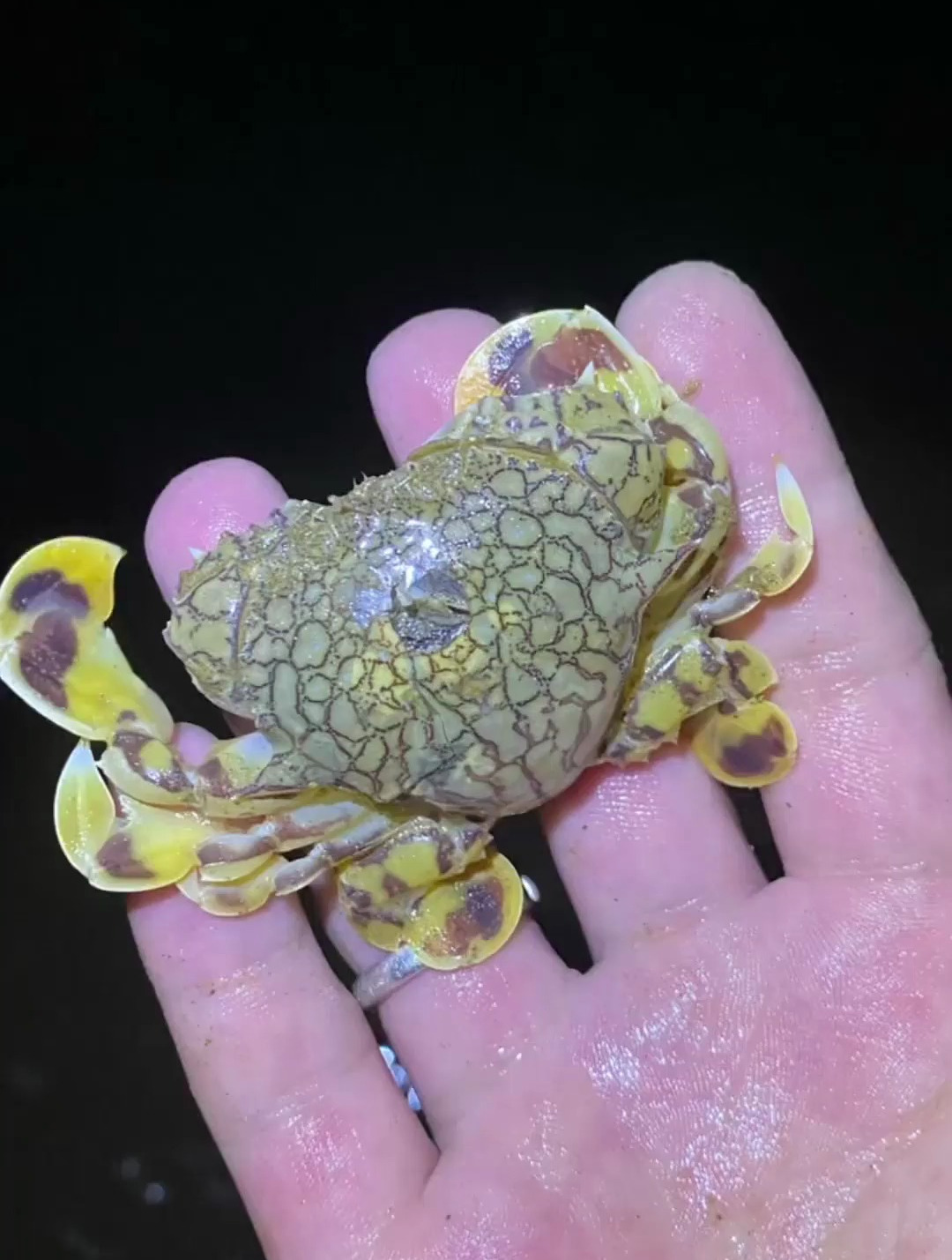 户外赶海抓到超漂亮的花旦蟹还有超大个的毛蛤蜊 户外赶海抓海鲜