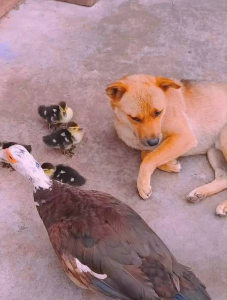 大黄就想看看孩子,结果鸭妈妈还发火,幸亏大黄花招多-度小视