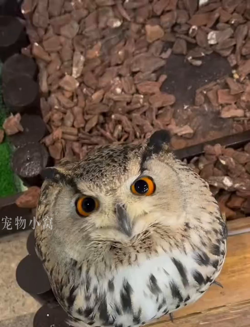 禽兽朋友们的猫(禽兽朋友们猫图片)