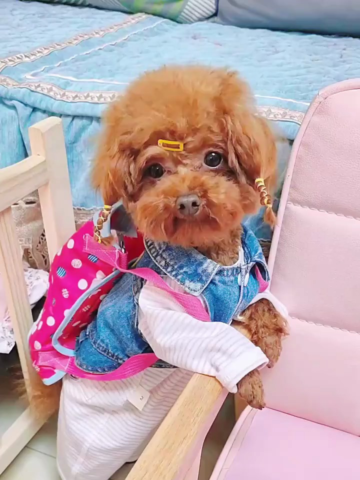 萌宠搞笑对口型毛孩子主动背书包了