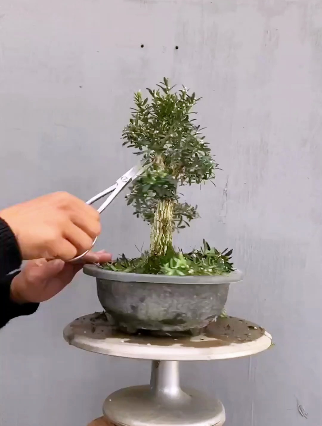 皱皮黄杨小老桩,修剪造型,真面目一下就露出来了,看全程