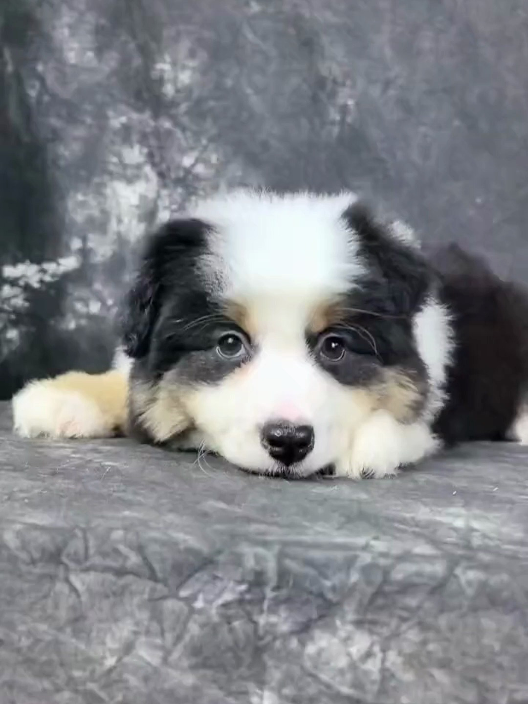 迷你澳牧 迷你美国牧羊犬 迷你澳牧宝宝 黑三色女孩儿 寻新家长