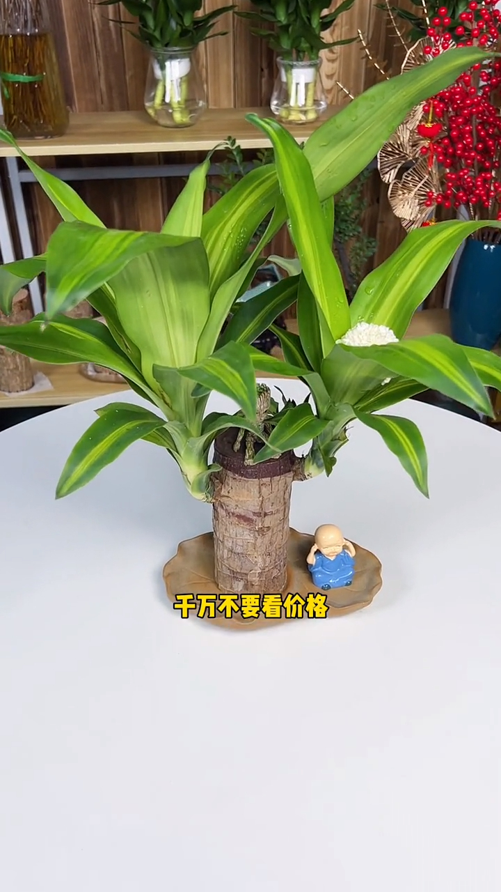 巴西木又叫幸运木,传言说一旦开花就能遇到幸运的事情