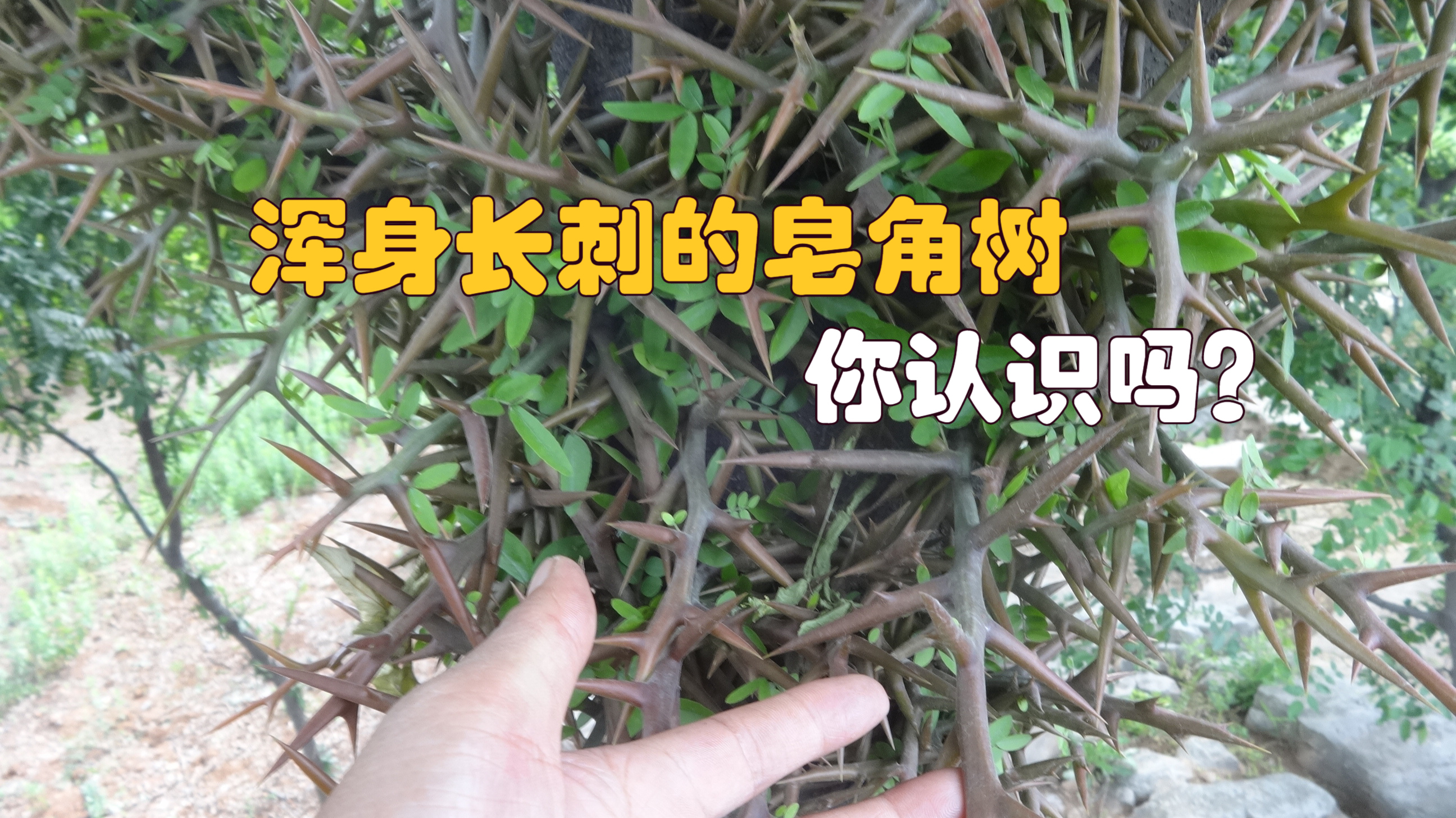你知道吗?这浑身长刺的皂角树竟然也能吃