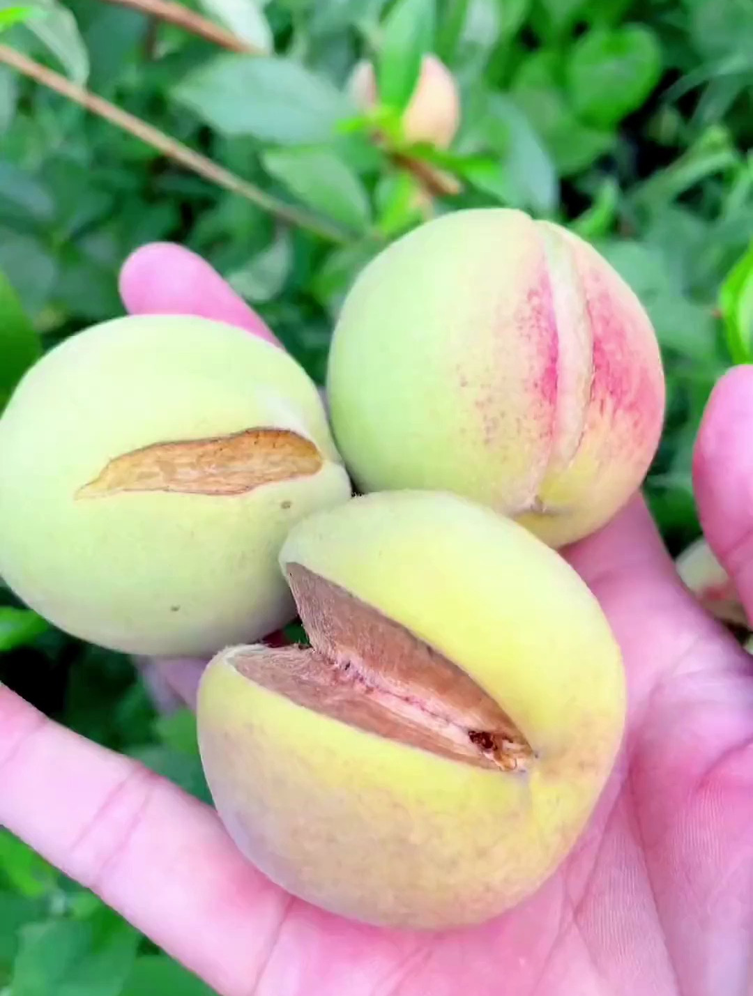 摘着儿时的野毛桃贩卖人间烟火-度小视