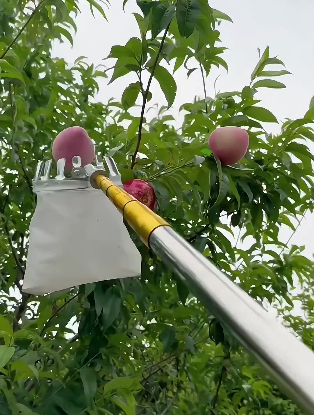 杆子可伸缩,摘果子摘槐花都非常好用哦 高性能实用工具