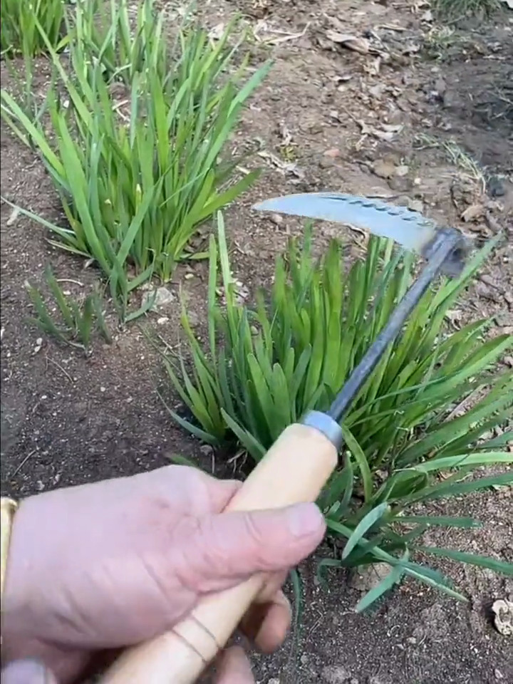 锰钢打造的割韭菜小镰刀,锋利无比,割菜除草比机器都快