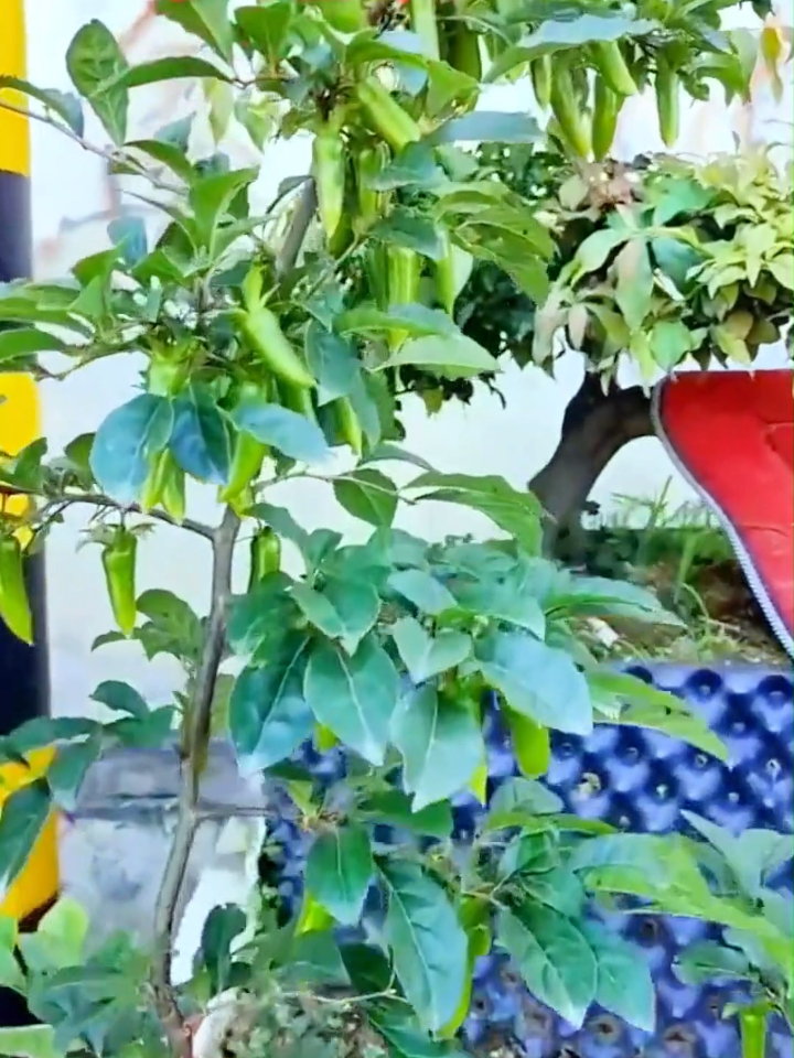 老鸦柿梦之雫,一般被称之为辣椒果!有母本有嫁接苗!-度小视