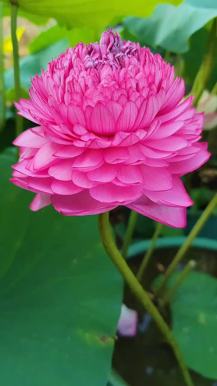 至尊千瓣莲打开的样子,花大艳丽,芳香四溢,雍容华贵-度小视