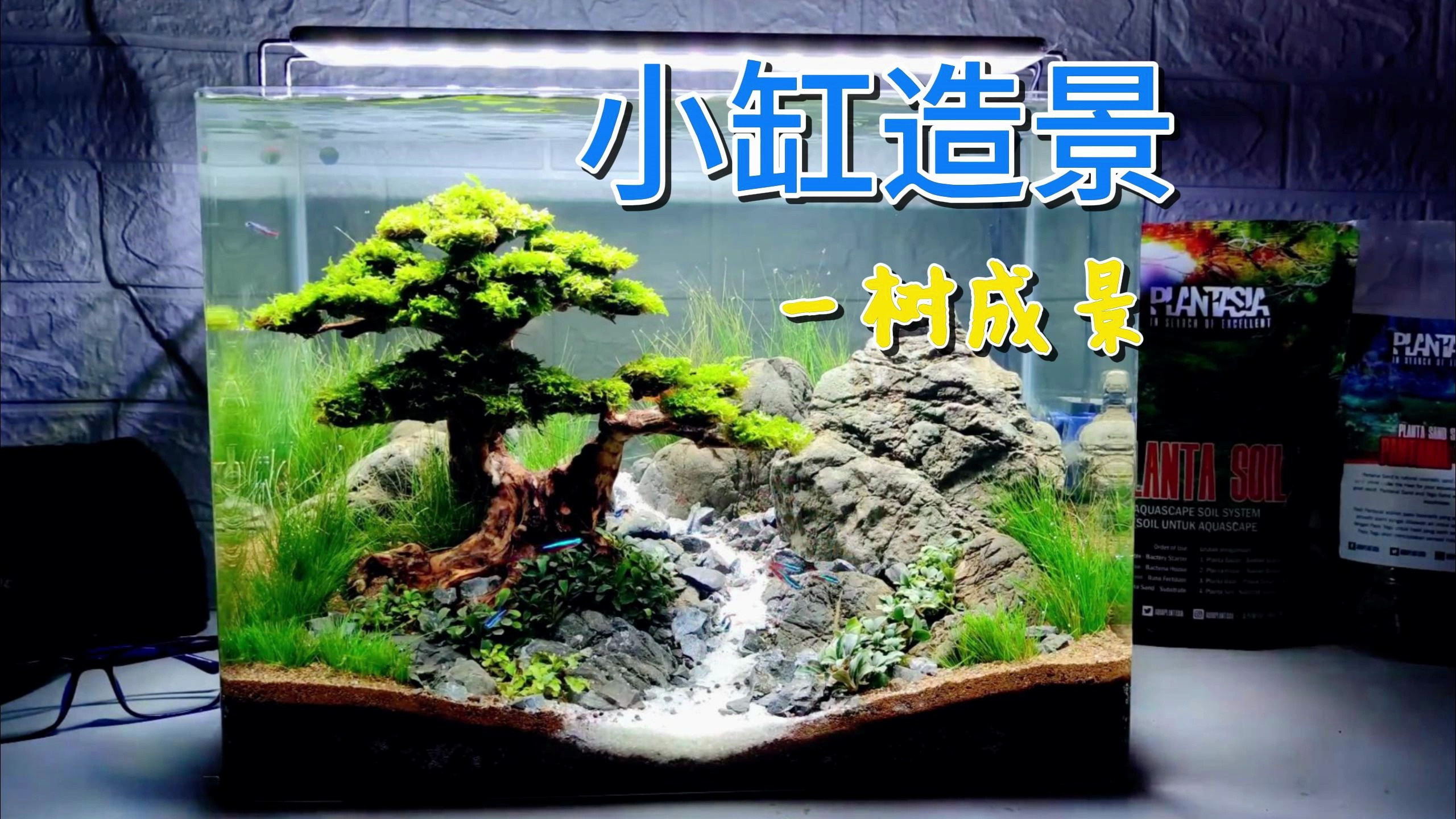 40缸开缸造景,只需一棵莫斯树,入缸成景