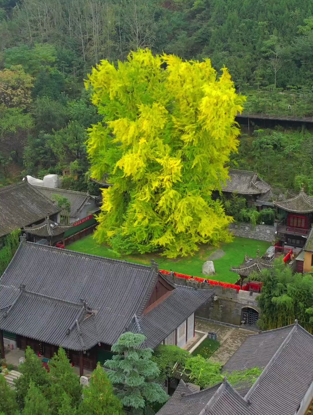 这是一棵干年银杏树 由李世民当年为长孙皇后祈福时亲手栽种的树