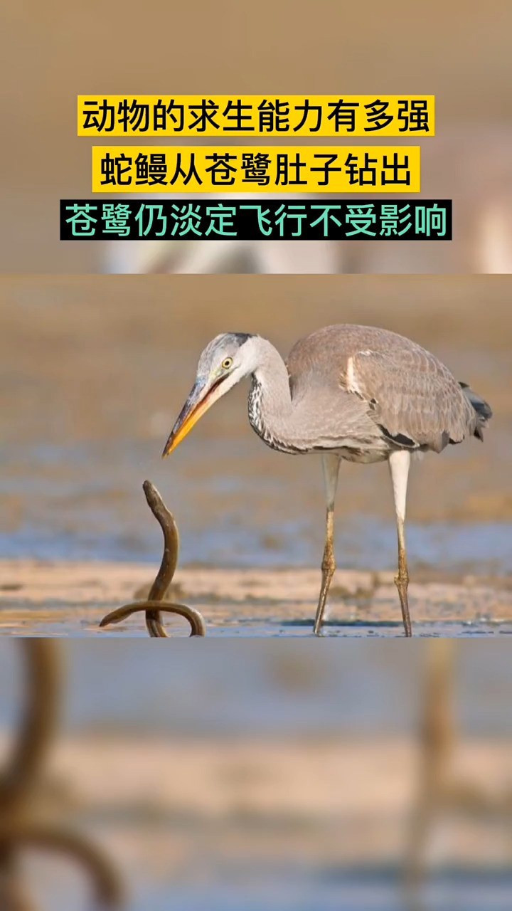 蛇鳗从苍鹭肚子钻出,苍鹭仍淡定飞行,最后它们结局会如何?