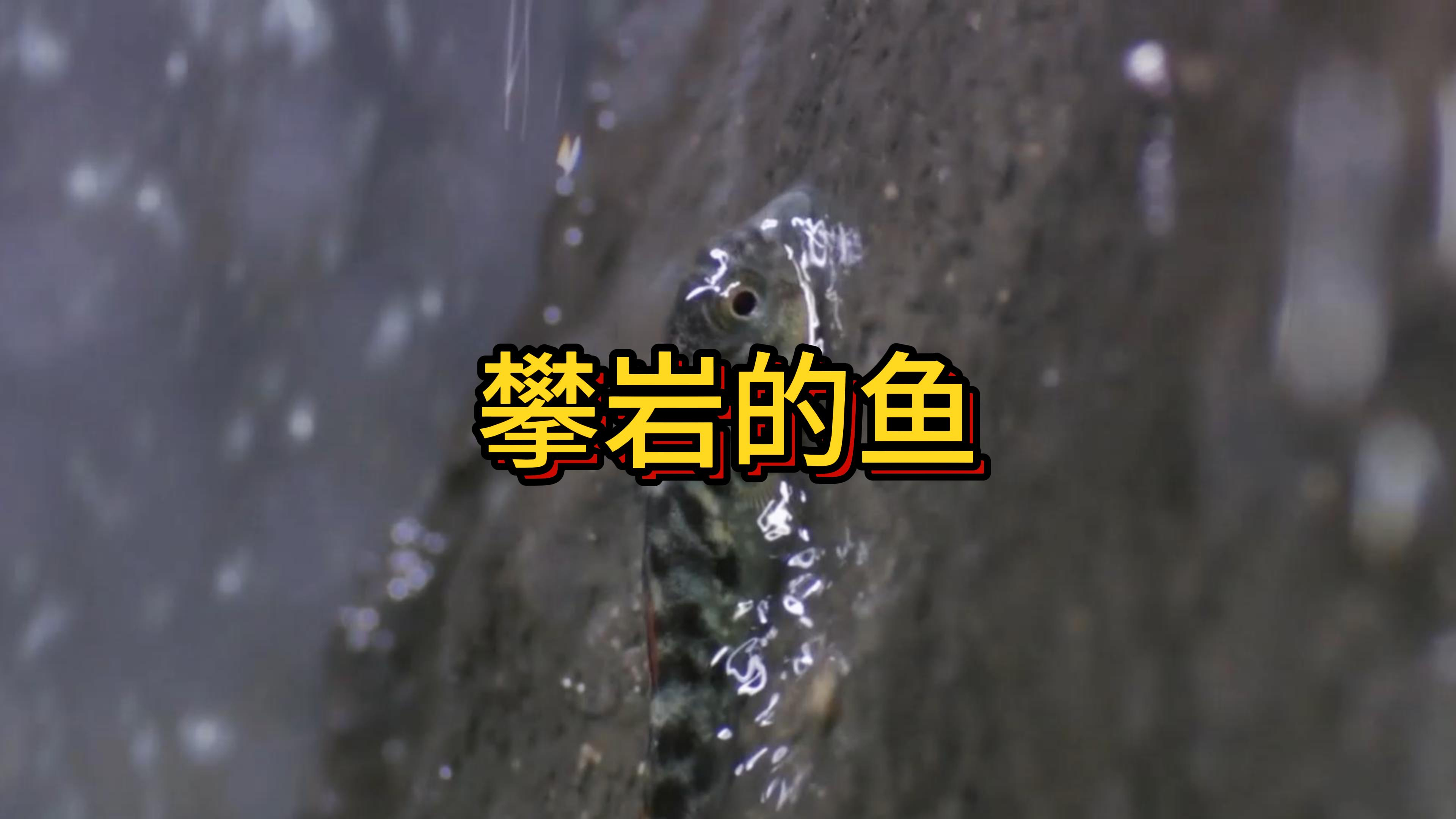 会攀岩的小虾虎鱼,你见过吗