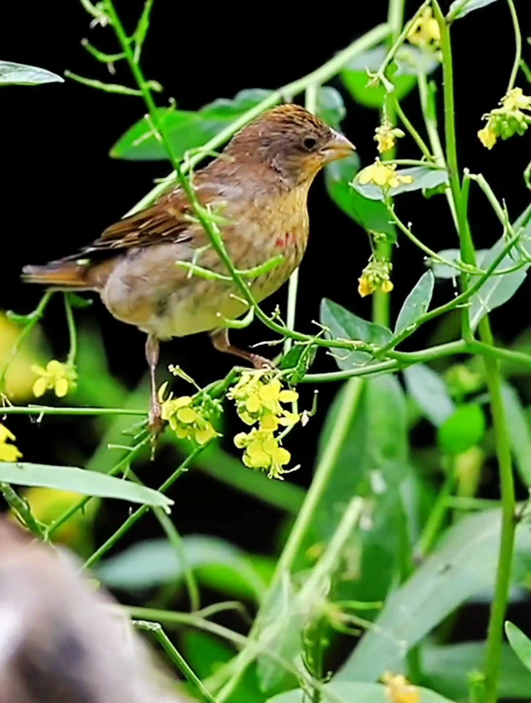 科普 萌宠 爱护大自然保护野生动物麻料鸟-度小视
