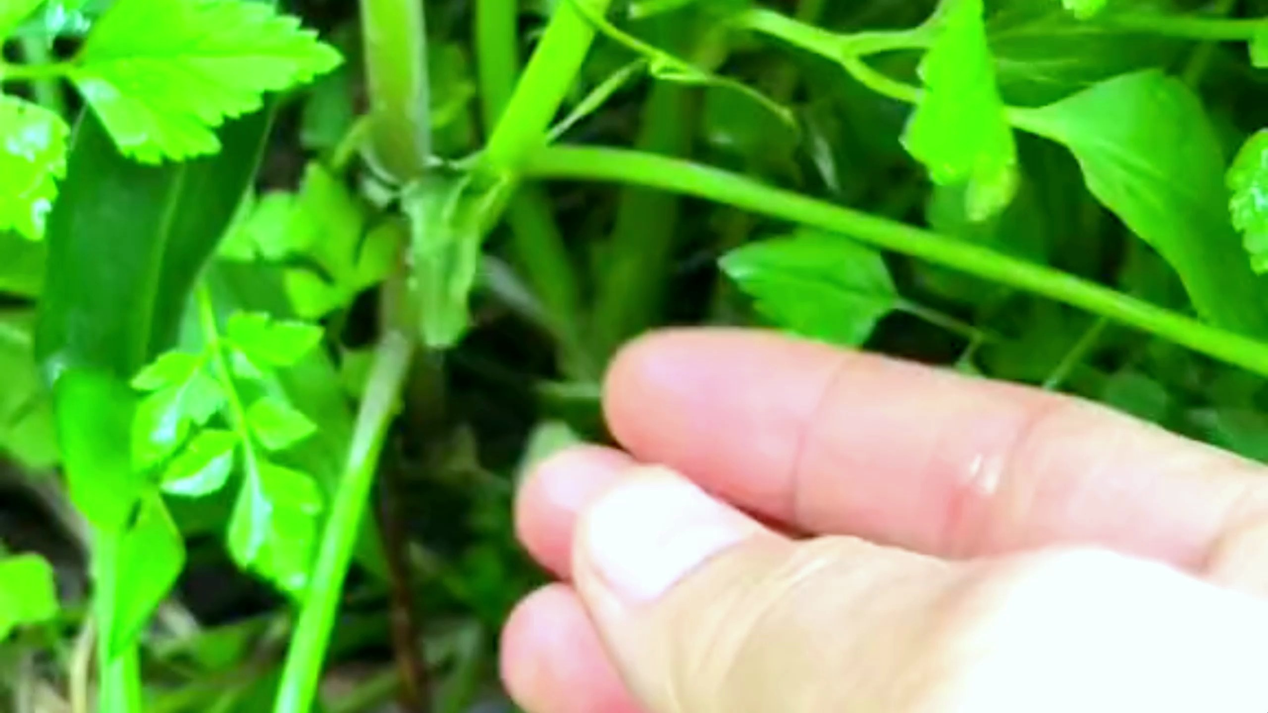 水芹菜,你的家乡有这种植物吗