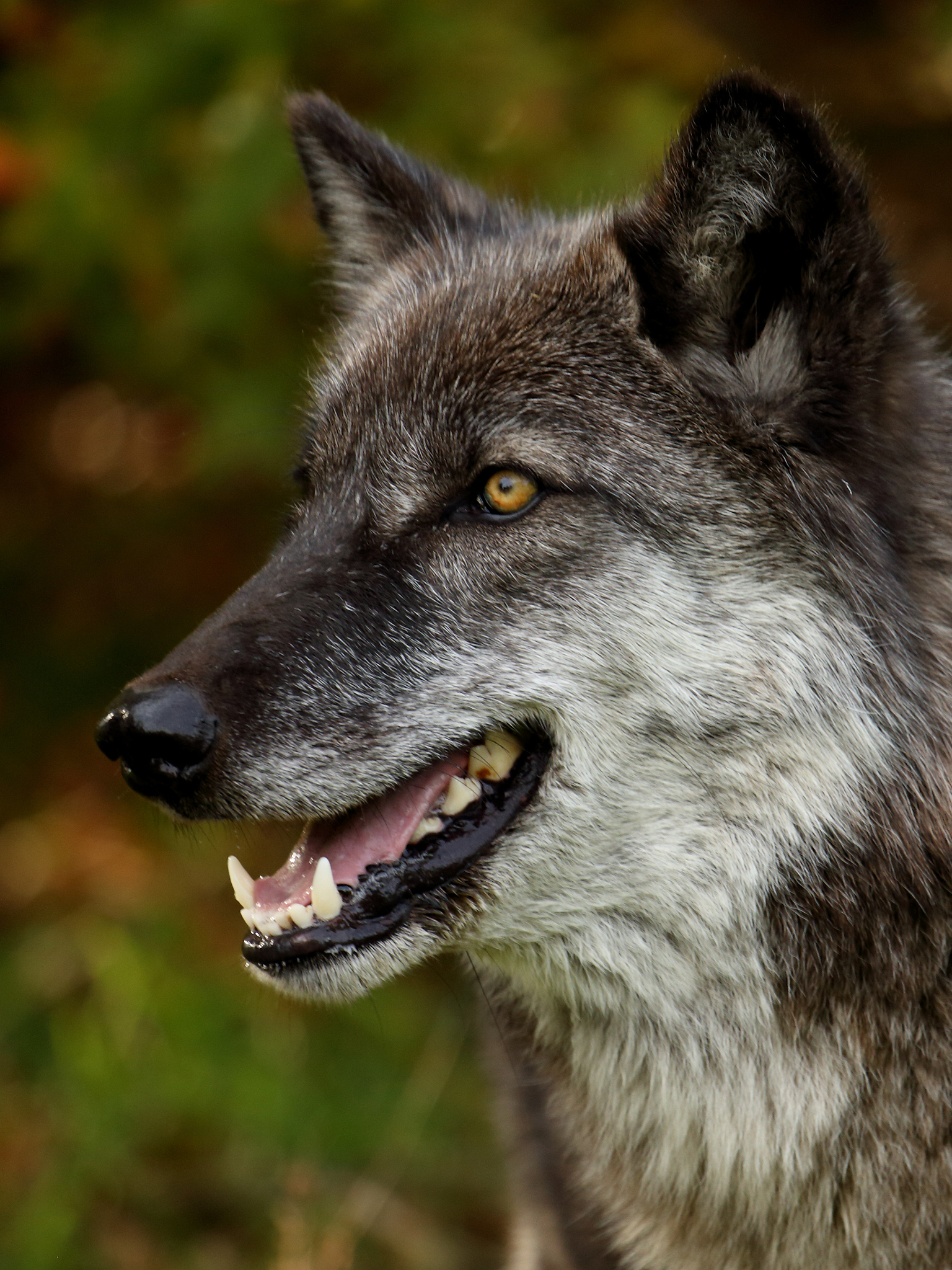 凶残的野狼,闯进牧区的途中被牧民发现了,狗狗立马上去对付它