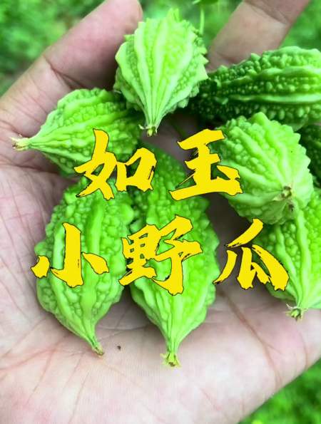夏天到了 山上的野苦瓜也成熟了 是我喜欢的一种野菜-度小视