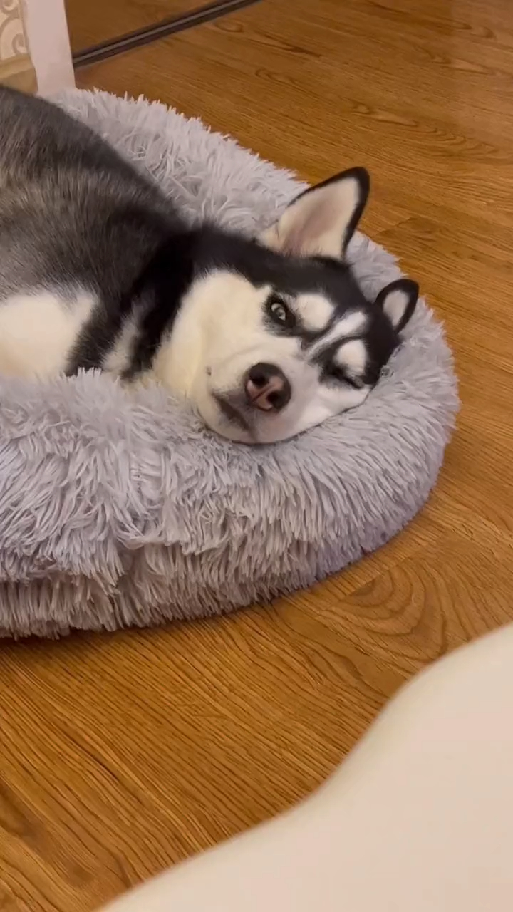 家里的二哈一睡觉,就展现出智慧的眼神!