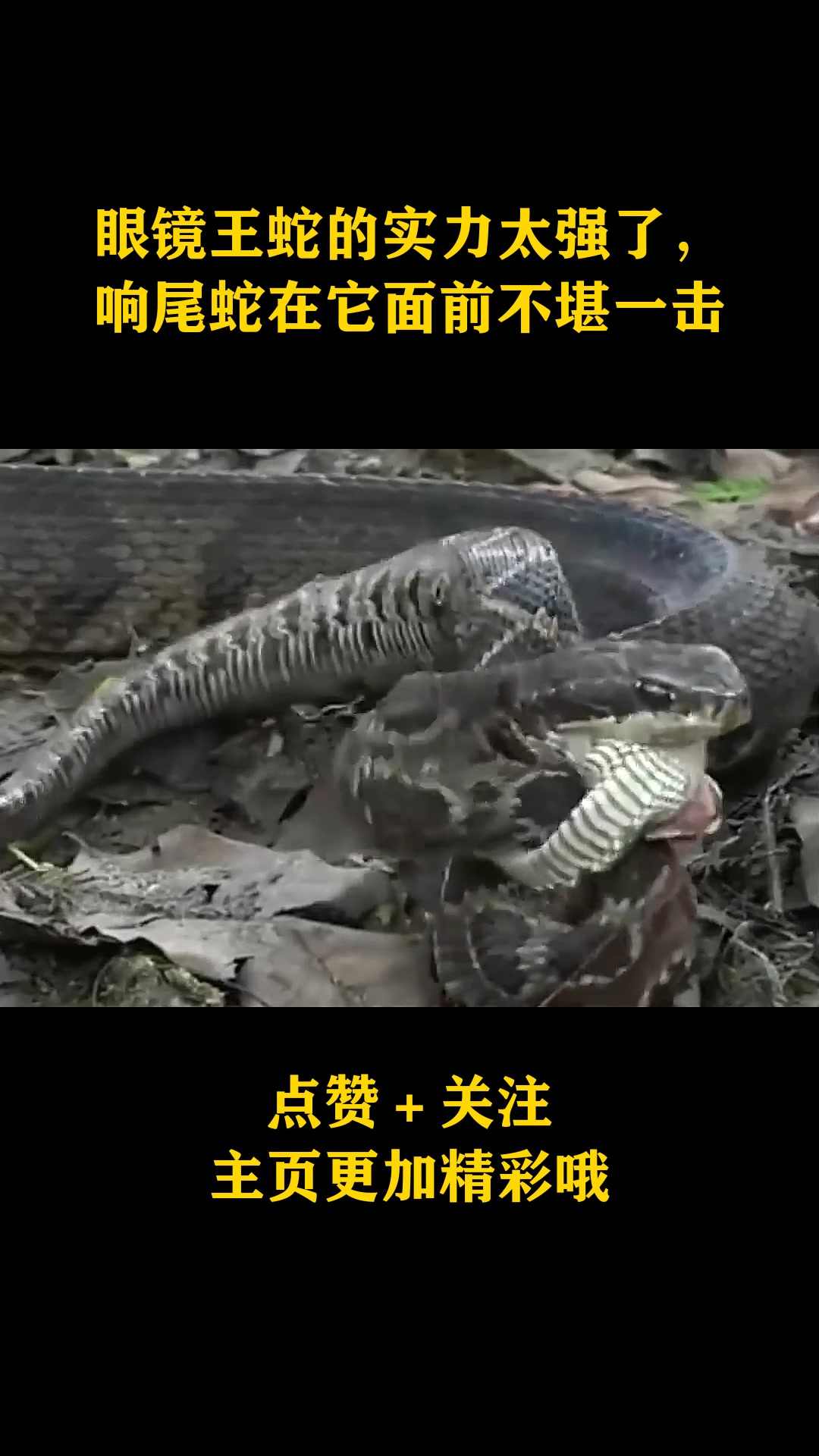眼镜王蛇的实力太强了响尾蛇在它面前不堪一击