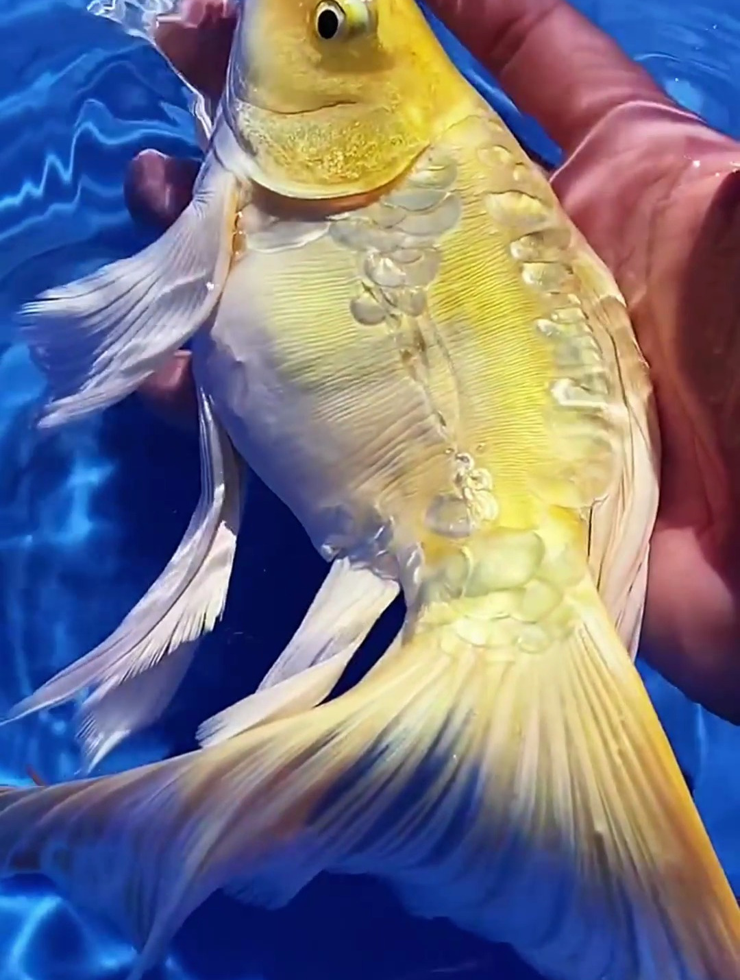 这品种的蝴蝶鲤你一定没见过吧 德系黄金蝴蝶鲤 观赏鱼 蝴蝶鲤