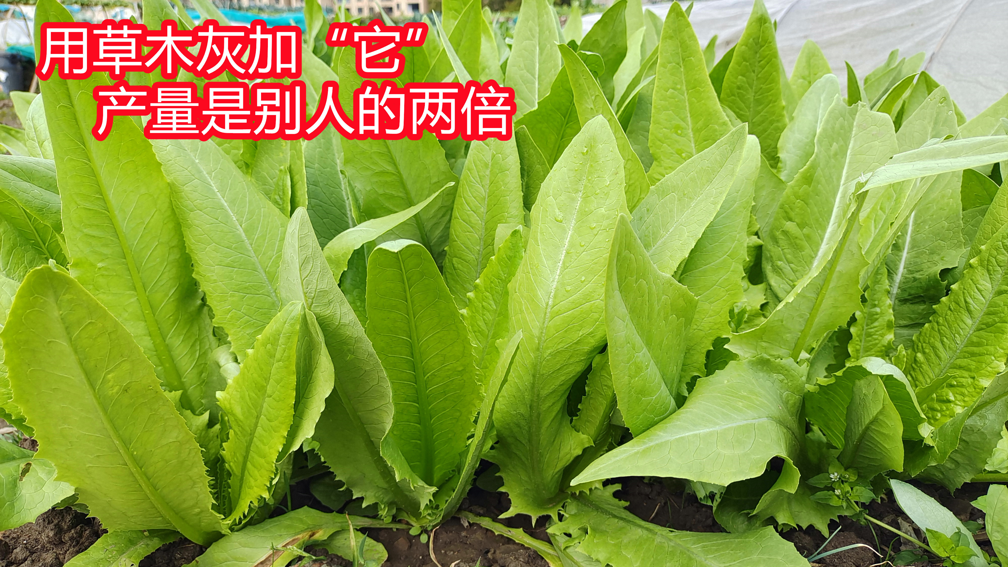 油麦菜要想长势好,浇水时用上草木灰加“它”,后续长势好没虫害