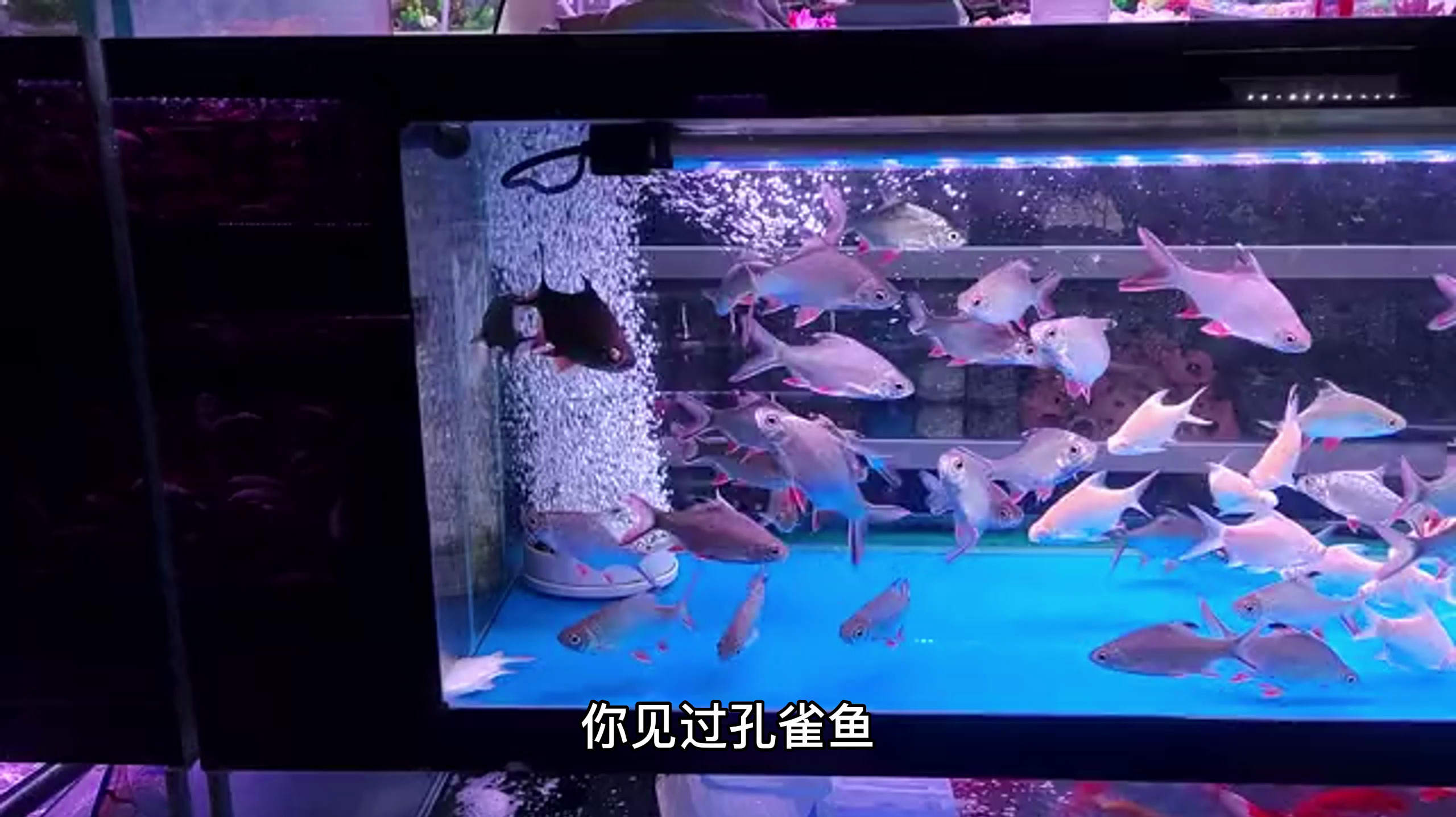 孔雀鱼是热带鱼还是冷水鱼