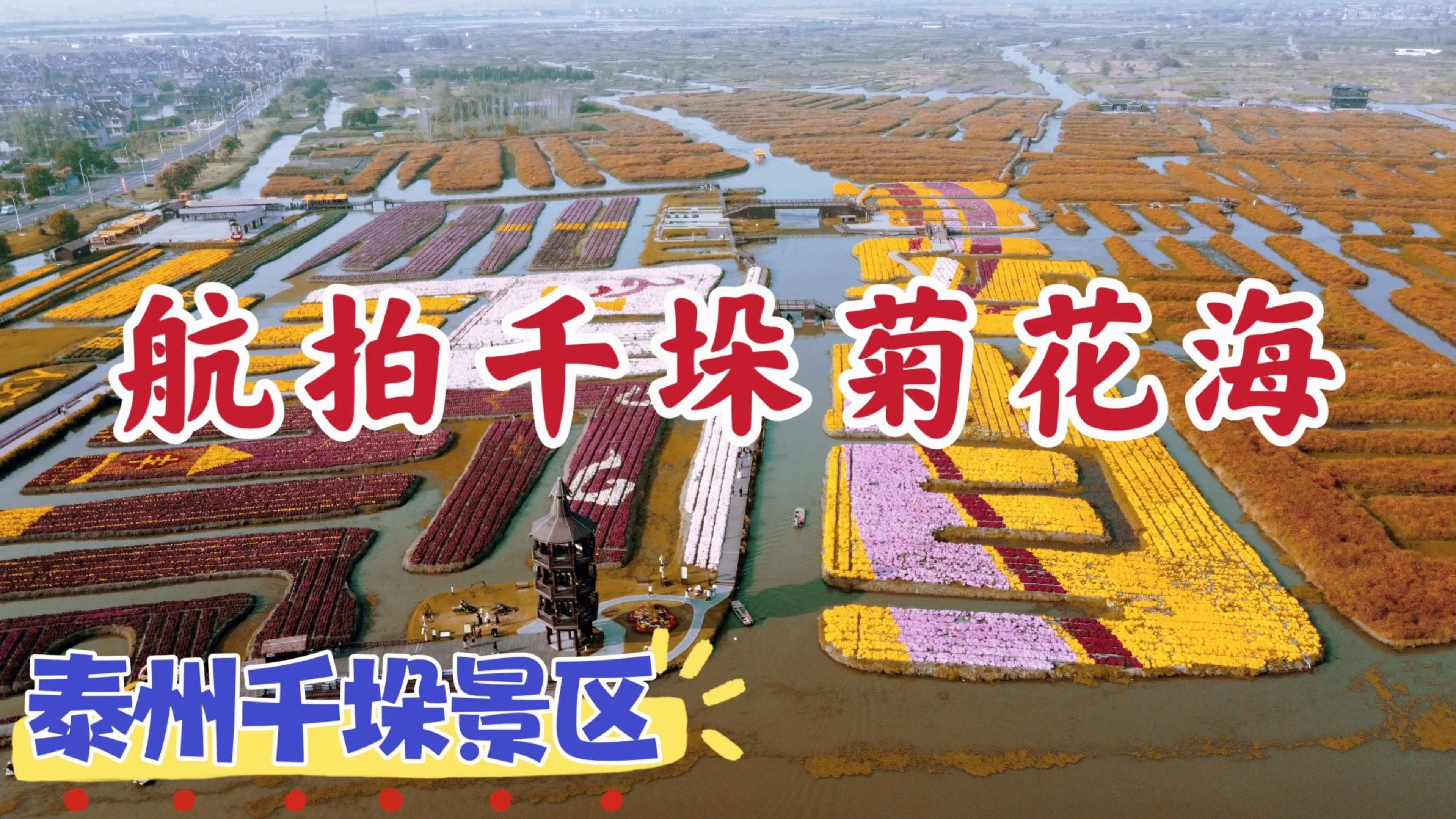 航拍兴化千垛菊花海,这里曾是岳飞抗金之地,五彩斑斓真的美极了
