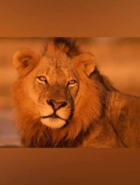 回忆坏男孩雄狮联盟老六撒旦-度小视