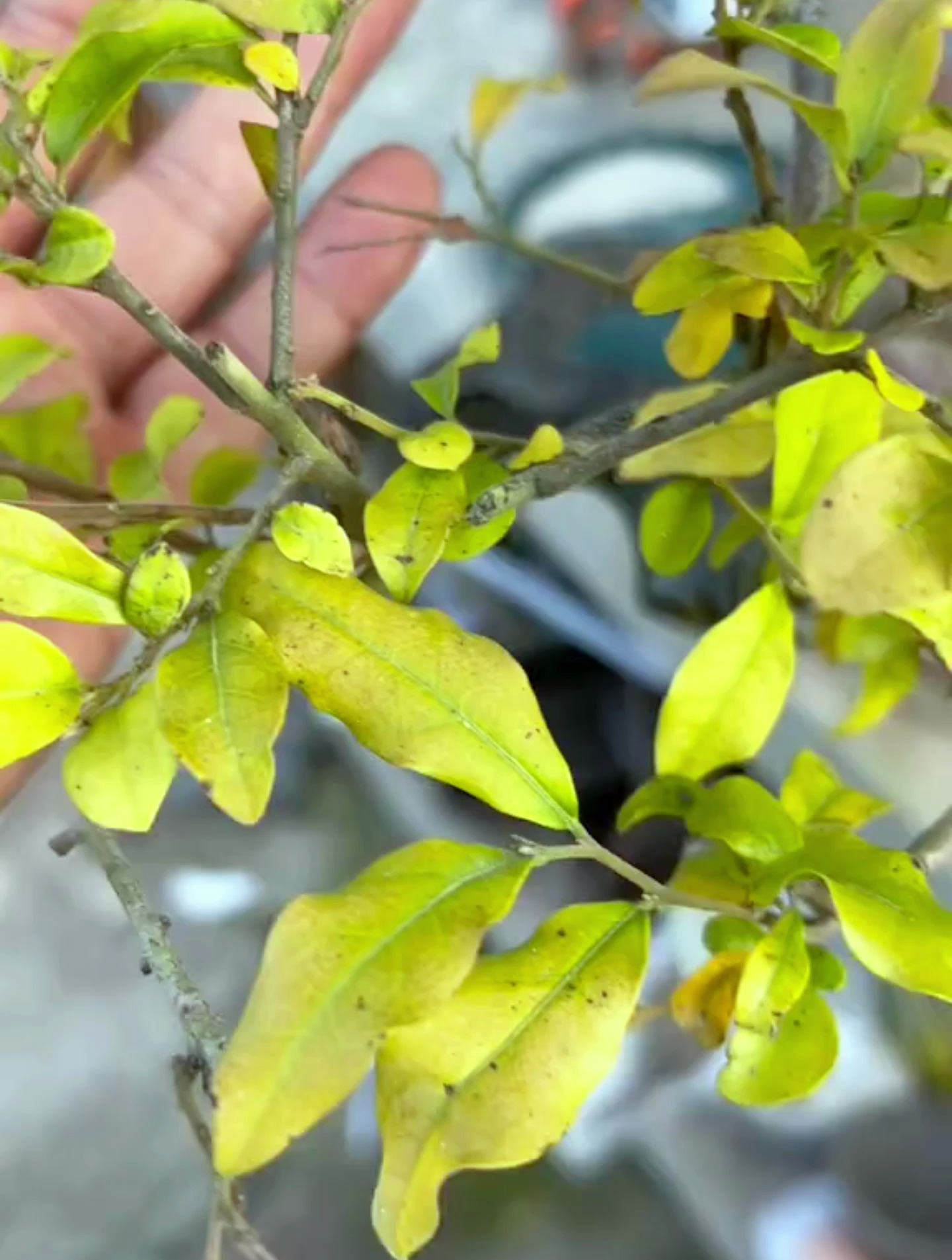 植物出现缺铁性黄叶,你施再多肥也没用,看老师傅是如何处理的