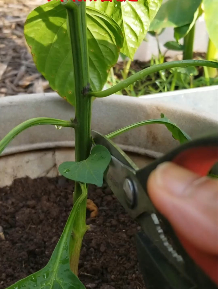 辣椒落腿修剪方法