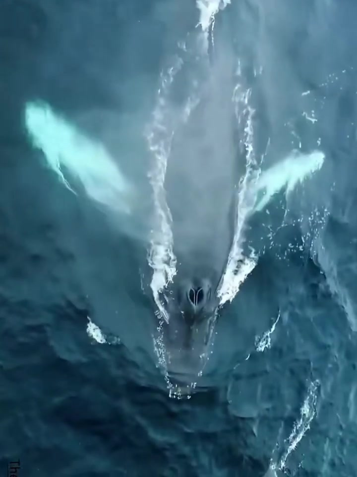 百吨鲸鱼浮出水面