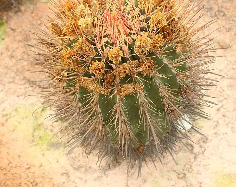 沙漠植物批发基地 一站式采购