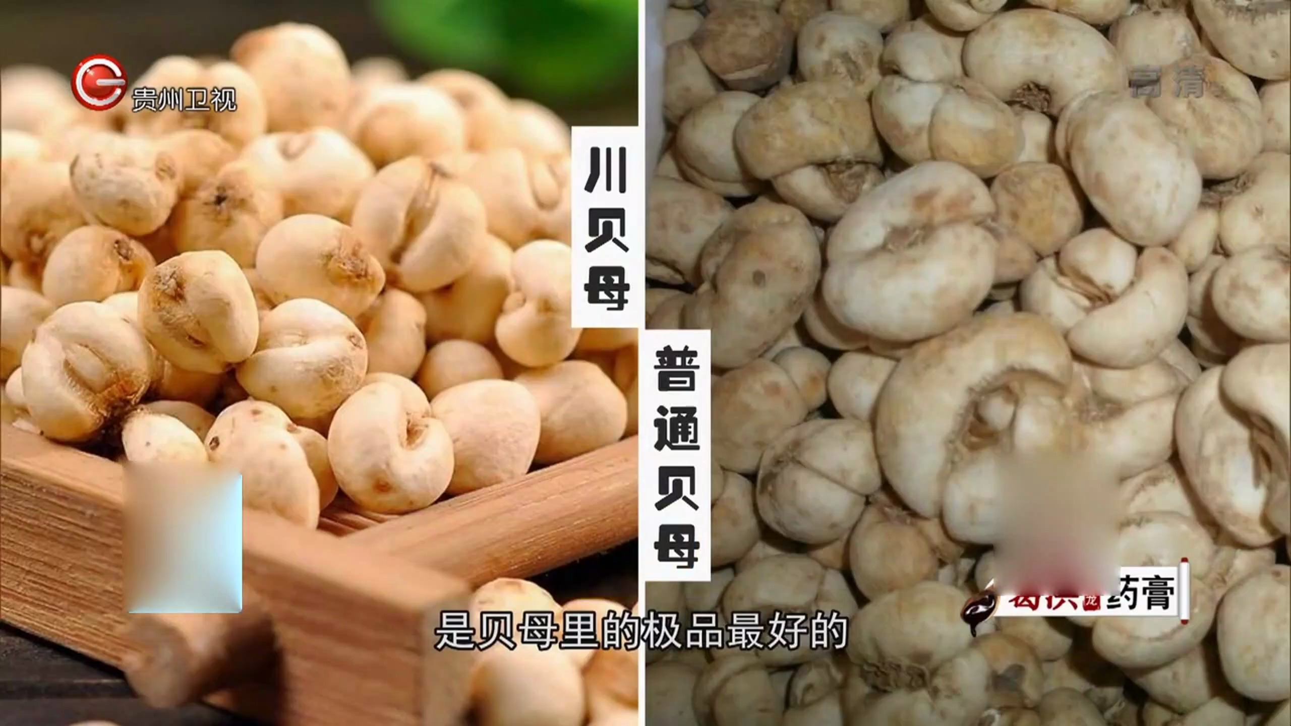 医生开讲:中药川贝母的功效和作用