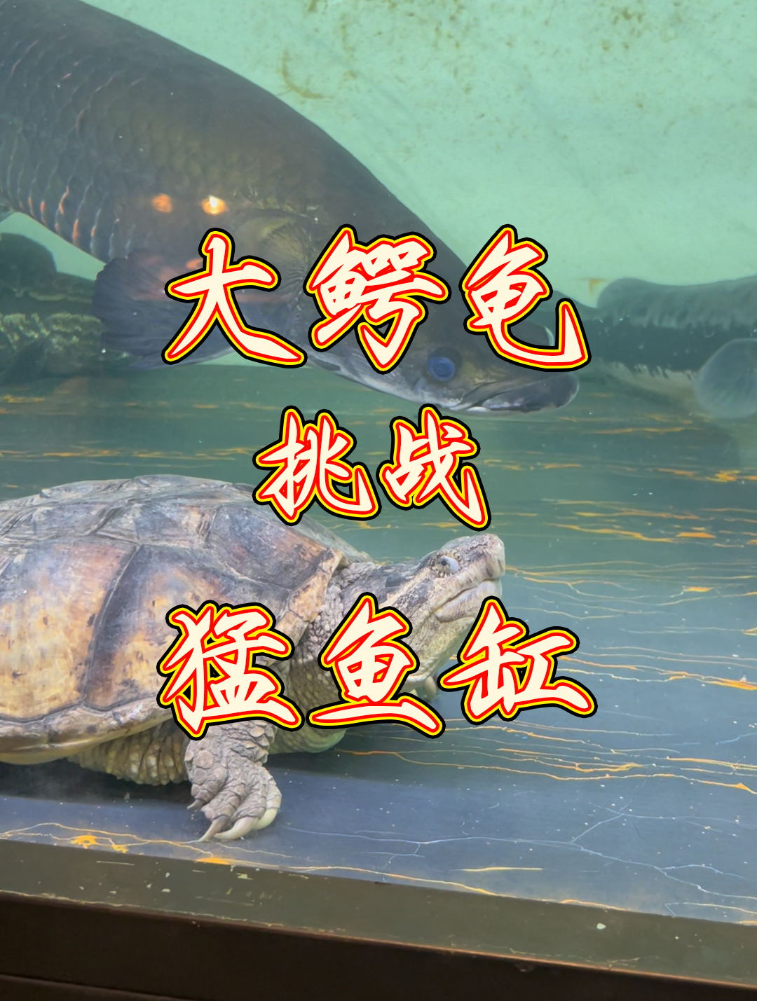 背甲40体重20斤的大鳄龟挑战巨骨舌鱼猛鱼缸谁胜谁负?