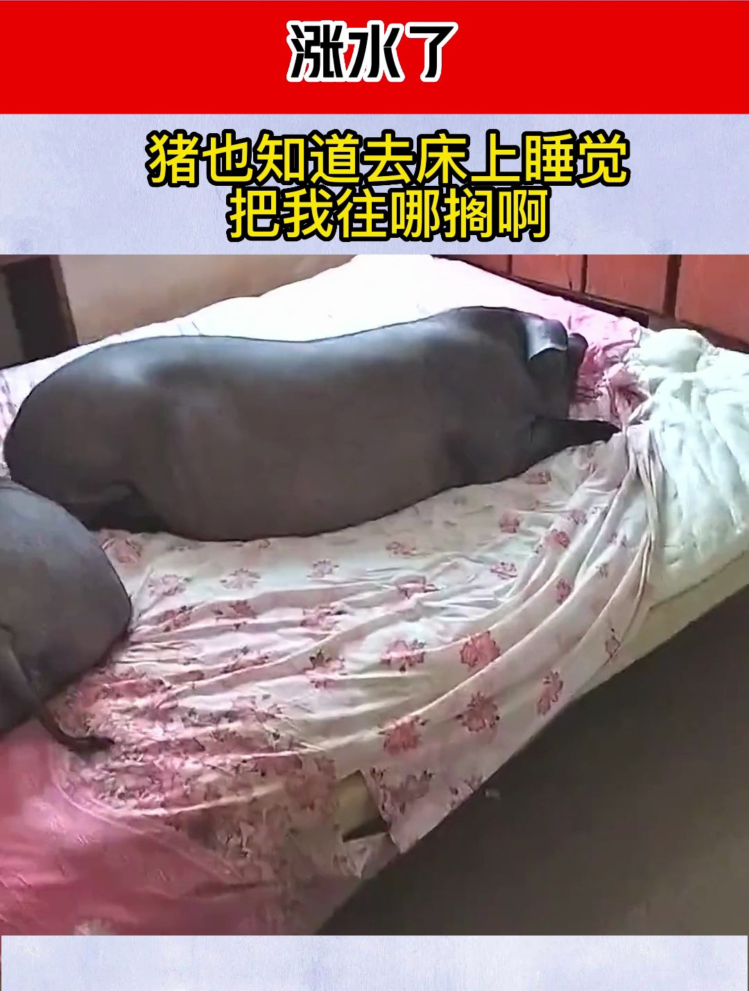 涨水了,猪也知道去床上睡觉,把我往哪搁啊