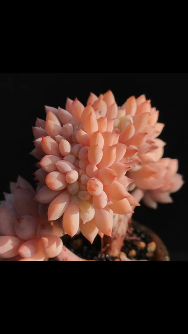 精品多肉 缀化 明珠多肉