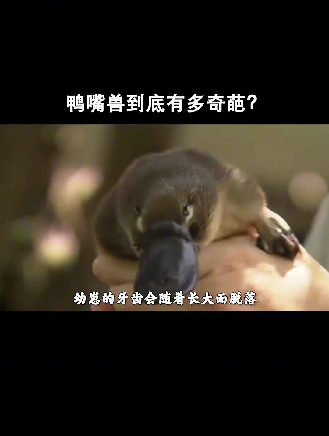 动物界的活化石——鸭嘴兽,到底有多奇葩?