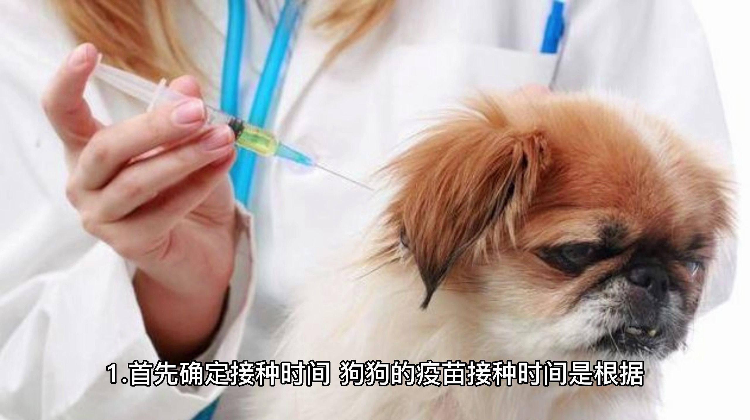 怎么给狗来打针?
