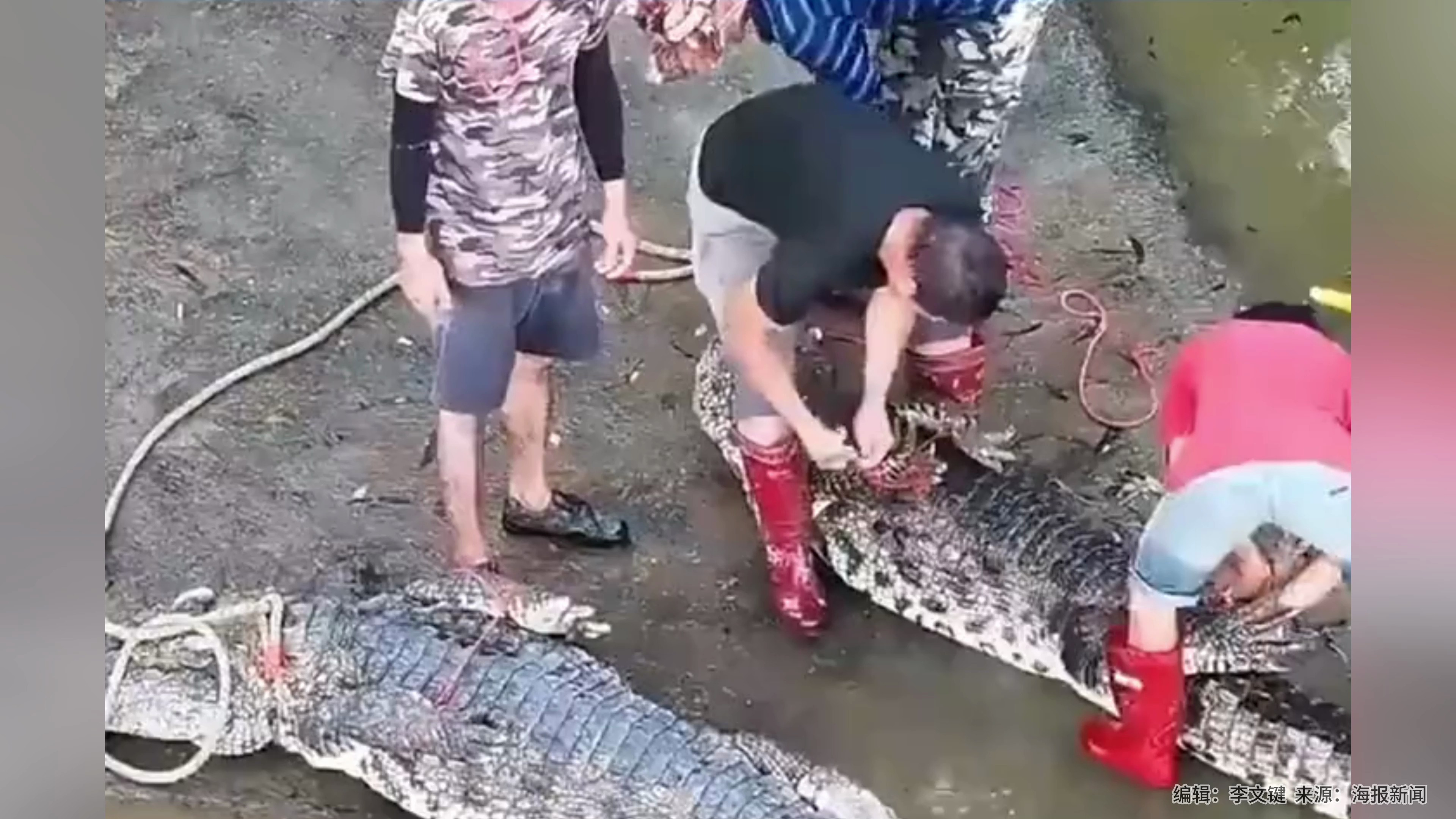 广东茂名“70余条鳄鱼逃出养殖场” 最新进展:已围捕追回58条