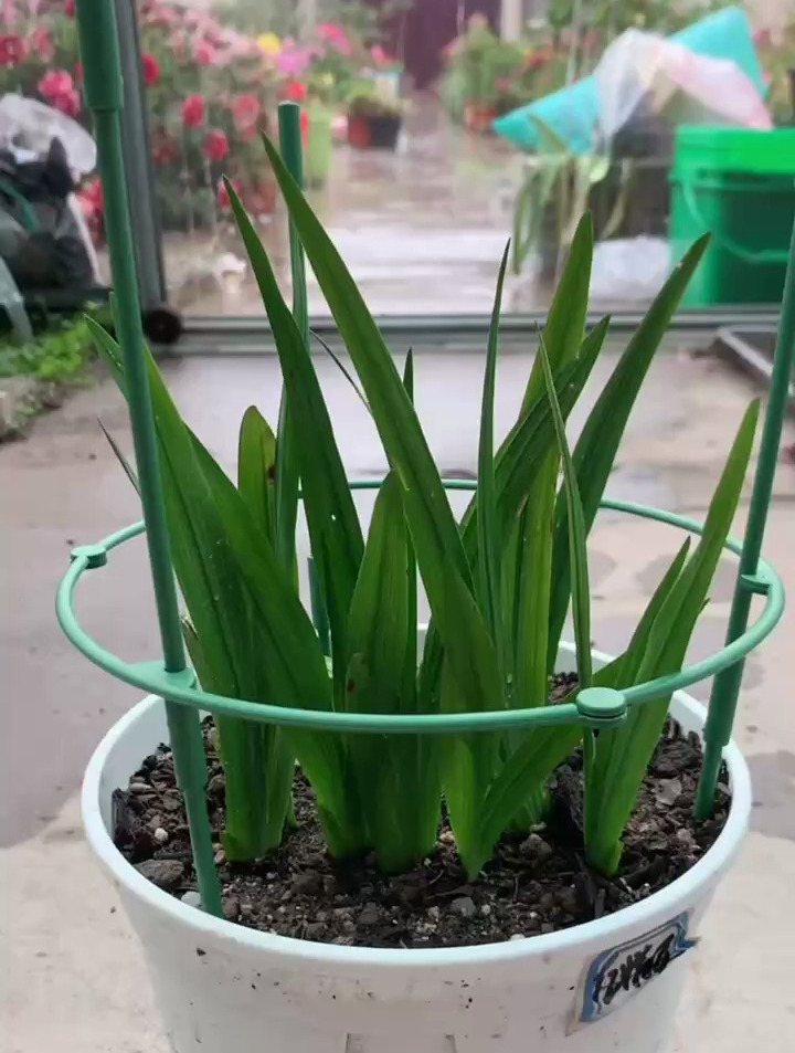 香雪兰养护学会3个技巧,不倒伏,开花多