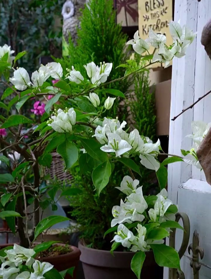 三角梅白雪公主花期超长,9月开花到现在-度小视