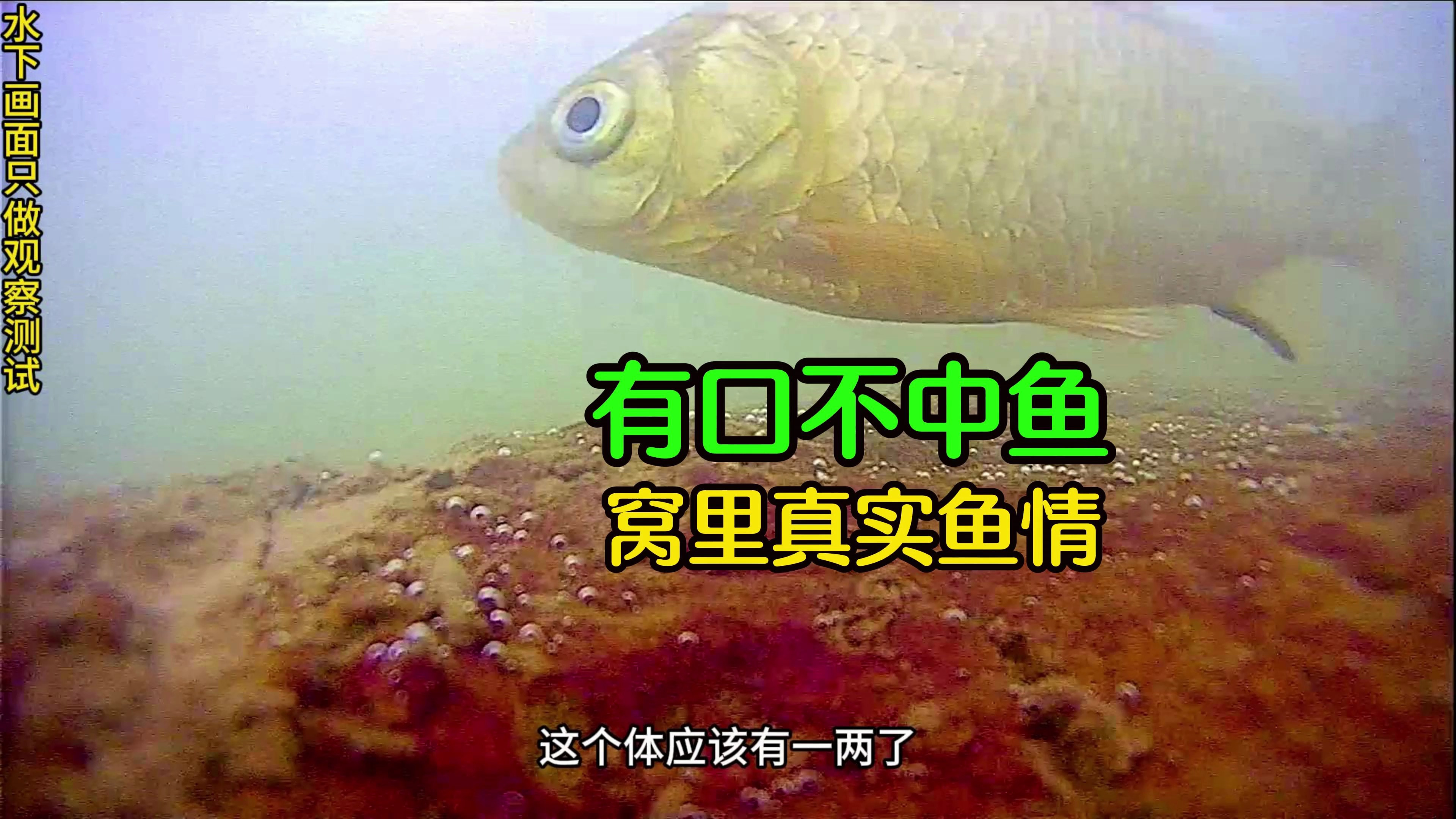 有口不中鱼?水下观察窝里真实鱼情